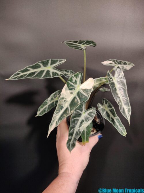 Variegated Alocasia 'Bambino'