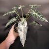 Variegated Alocasia 'Bambino' - Image 4