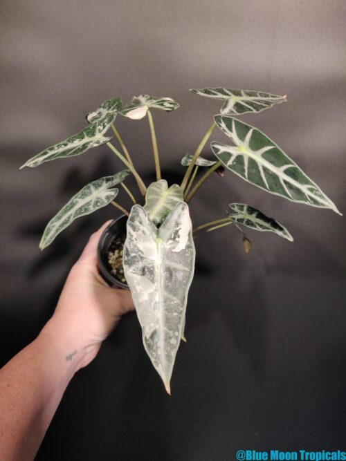 Variegated Alocasia 'Bambino' - Image 4