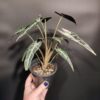 Variegated Alocasia 'Bambino' - Image 2
