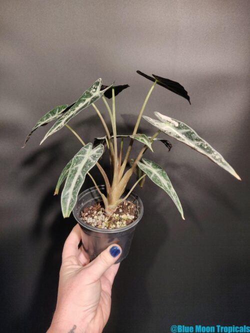 Variegated Alocasia 'Bambino' - Image 2