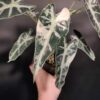 Variegated Alocasia 'Bambino' - Image 3