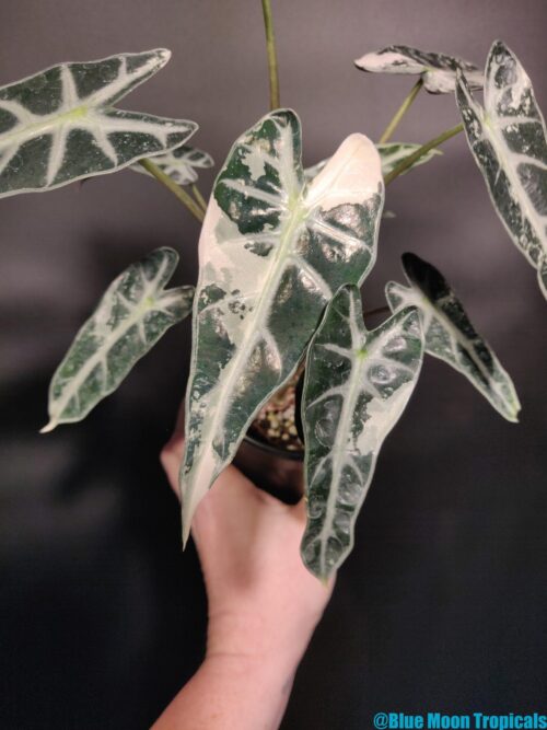 Variegated Alocasia 'Bambino' - Image 3