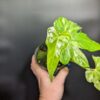 Variegated Anthurium pedatoradiatum "Fingers" - Image 2