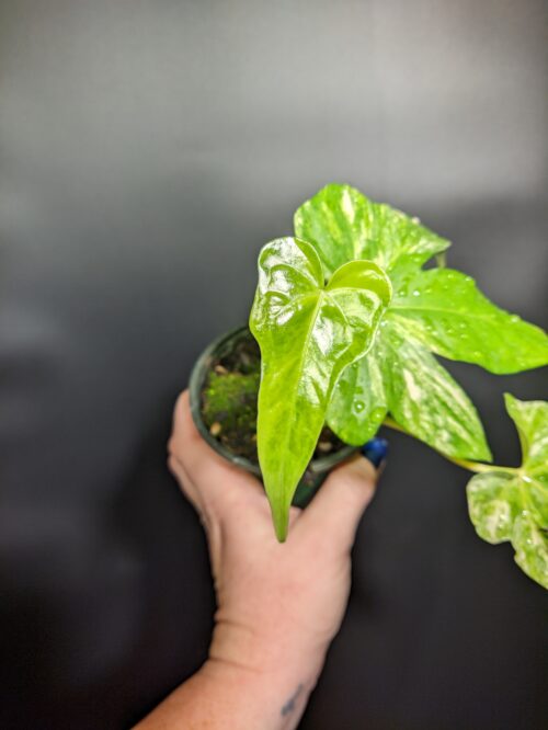 Variegated Anthurium pedatoradiatum "Fingers" - Image 2