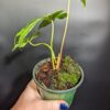 Variegated Anthurium pedatoradiatum "Fingers" - Image 3