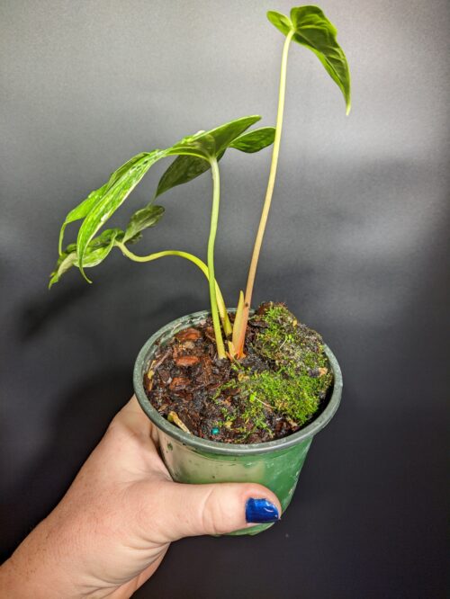 Variegated Anthurium pedatoradiatum "Fingers" - Image 3