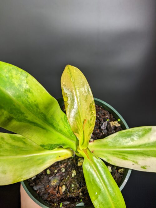 Variegated Nepenthes 'St.Gaya' khasiana x (ventricosa x maxima) - Image 2