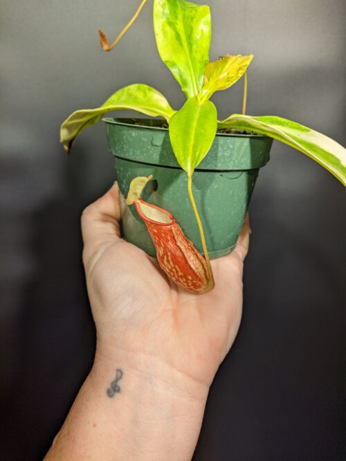 Variegated Nepenthes 'St.Gaya' khasiana x (ventricosa x maxima) - Image 3