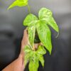 Variegated Anthurium pedatoradiatum "Fingers"
