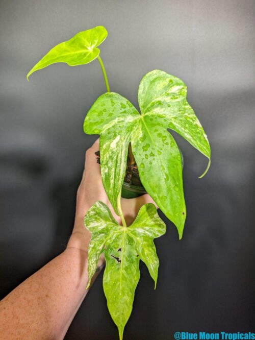 Variegated Anthurium pedatoradiatum "Fingers"