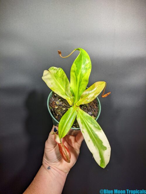 Variegated Nepenthes 'St.Gaya' khasiana x (ventricosa x maxima)