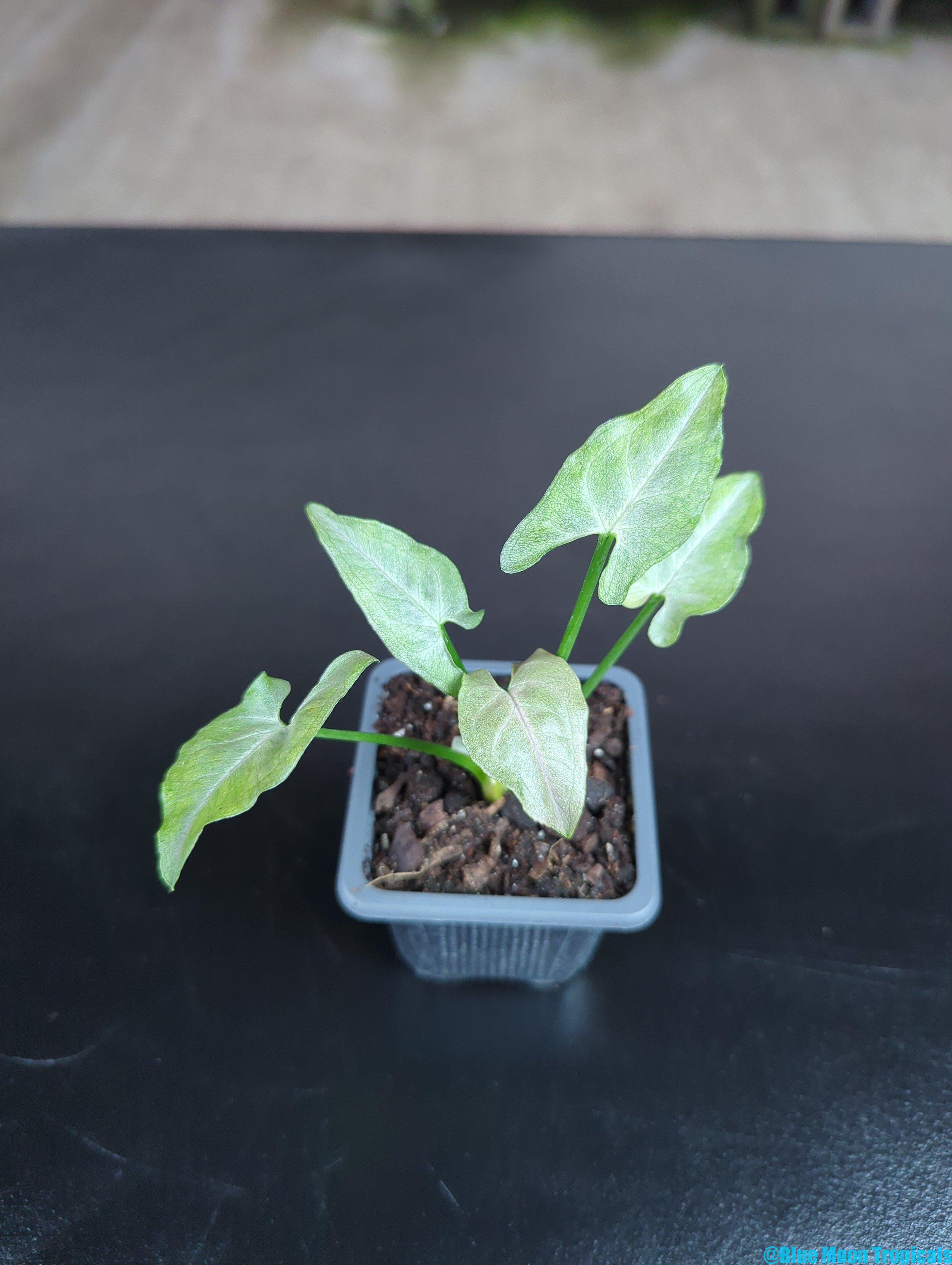 Syngonium 'Blueberry Smoothie' (NOID)