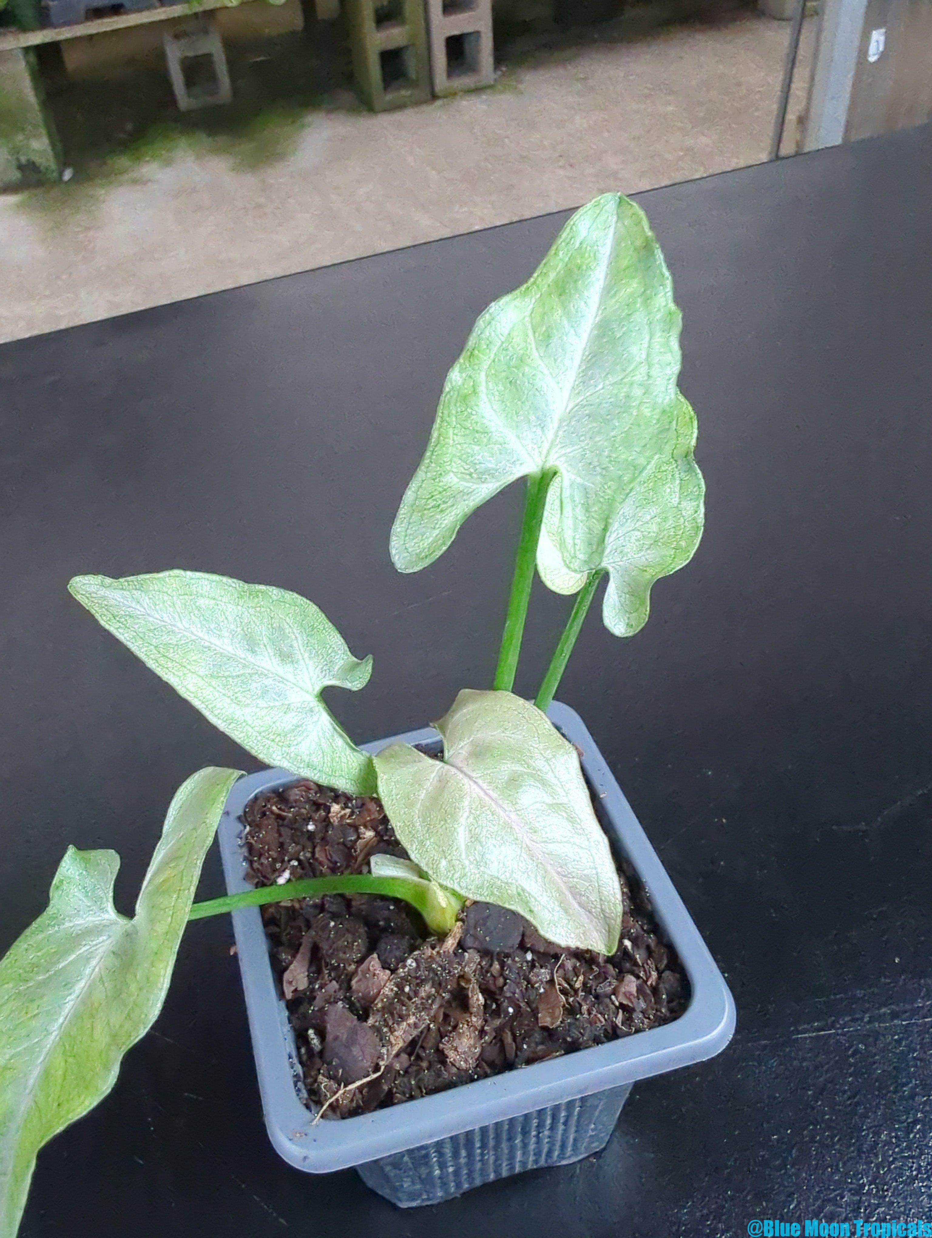 Syngonium 'Blueberry Smoothie' (NOID) - Image 2