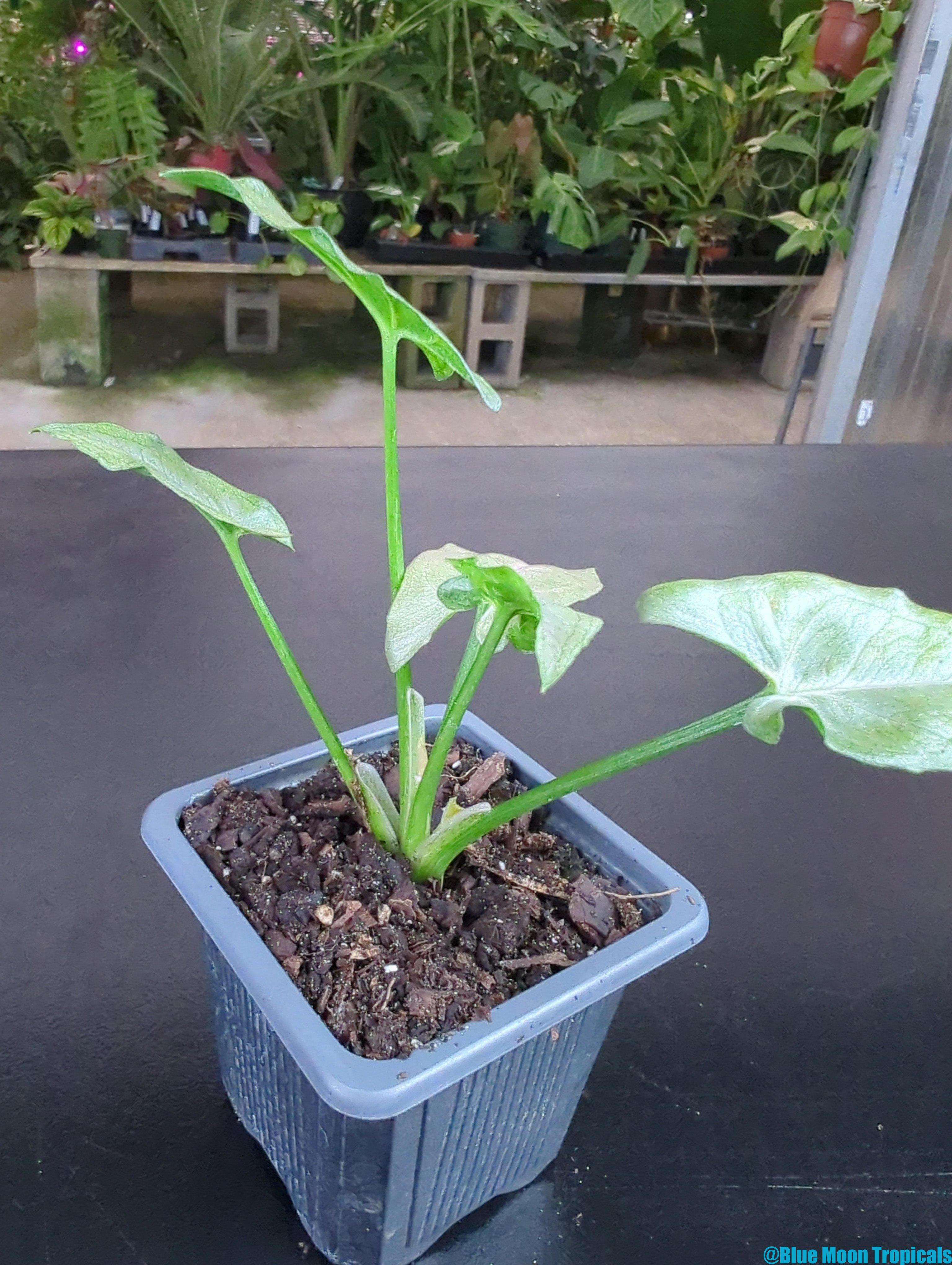 Syngonium 'Blueberry Smoothie' (NOID) - Image 3