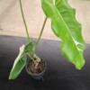 Philodendron 'Paraiso Verde Albo' - Image 2