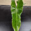Philodendron 'Paraiso Verde Albo' - Image 3