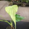 Anthurium 'Delta Force's *Flowering* - Image 2