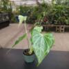 Anthurium 'Delta Force's *Flowering* - Image 4