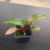 Philodendron 'Black Cardinal Super Splash'
