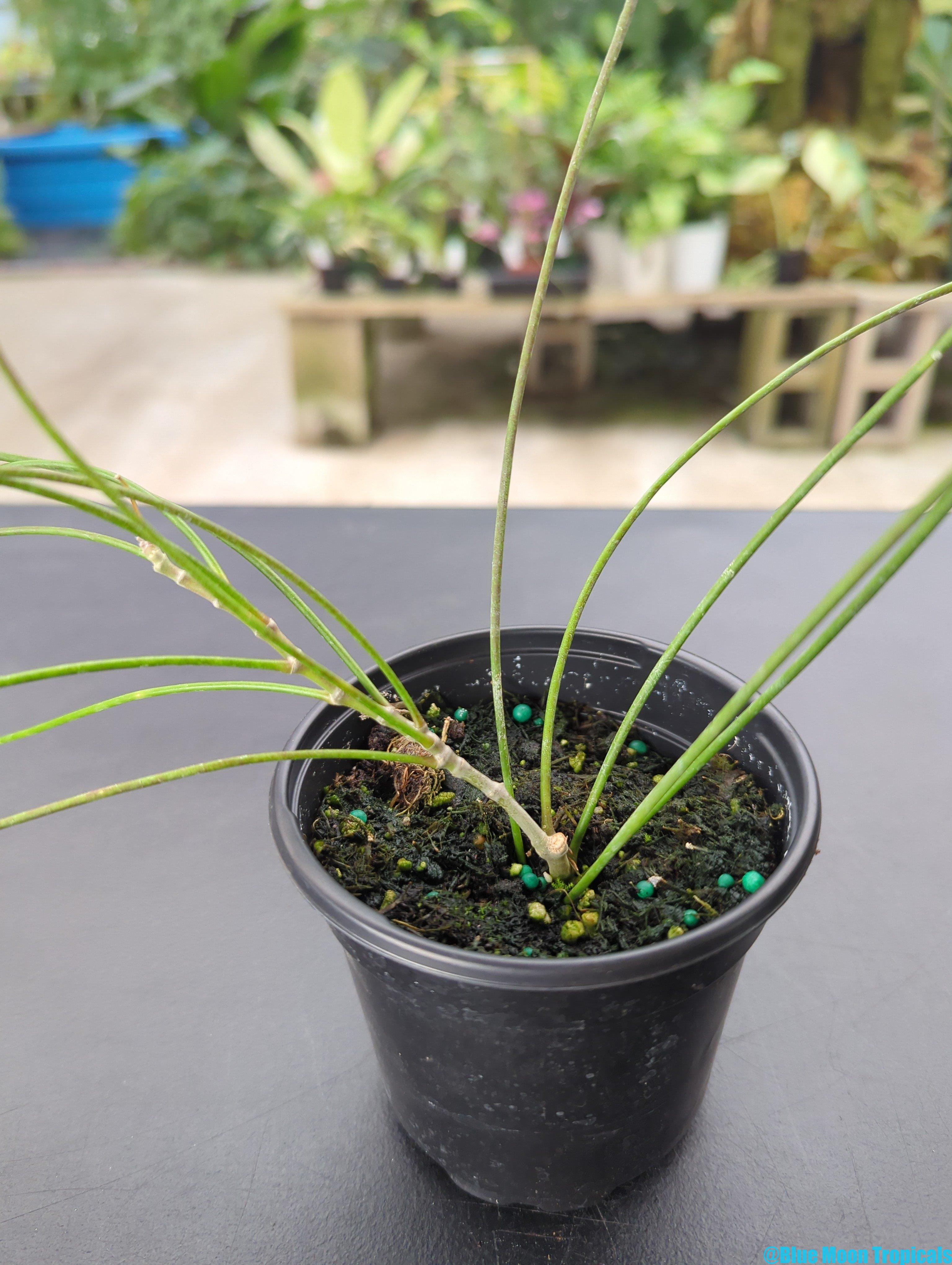 Hoya spartioides - Image 2