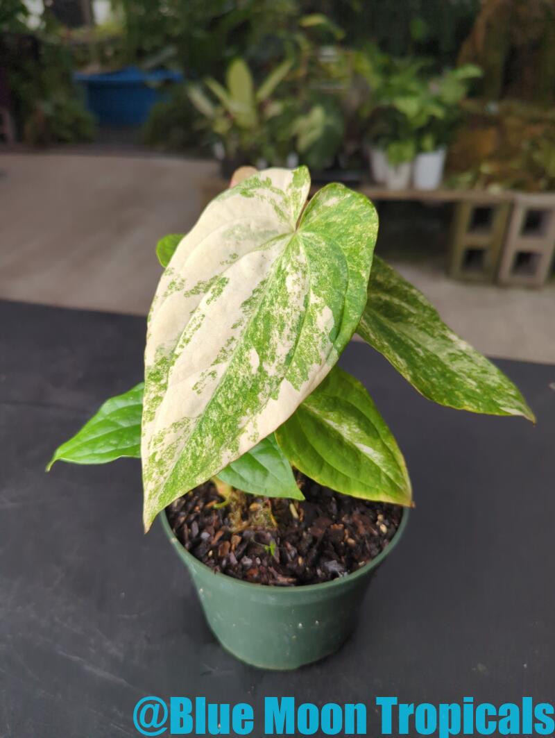 Anthurium forgettii x papillilaminum Variegated – Blue Moon Tropicals
