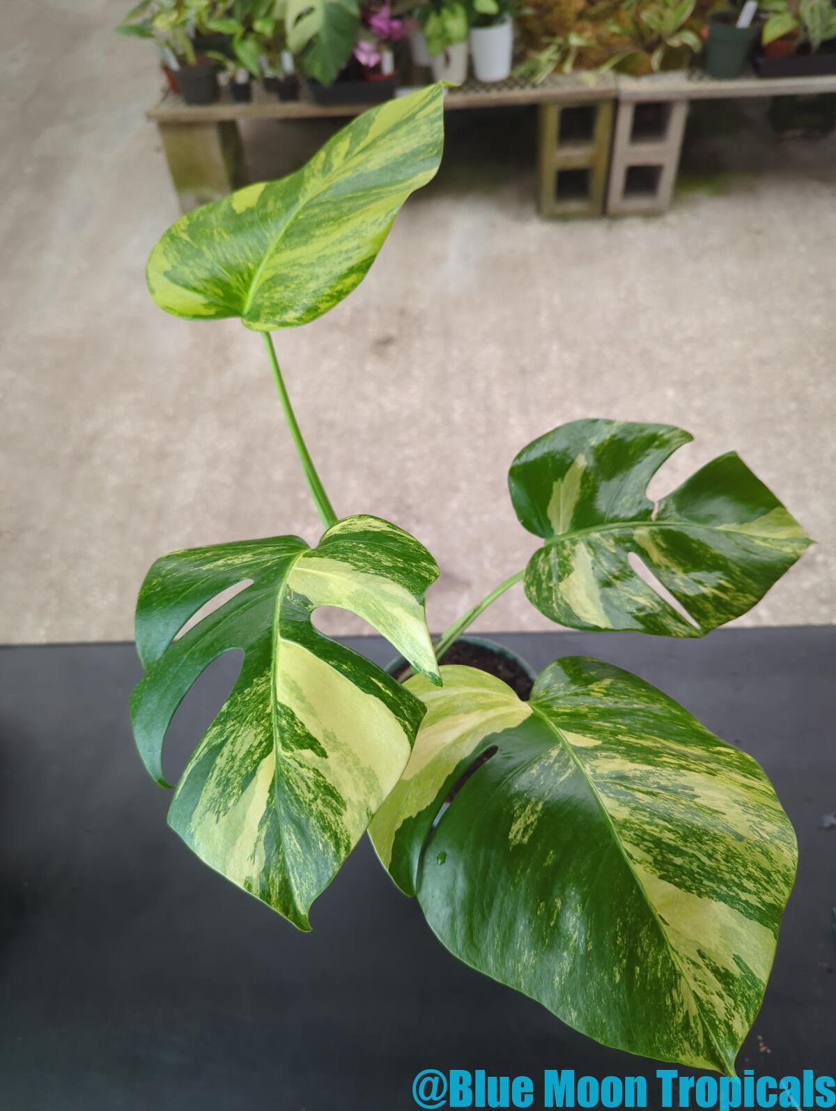 Rare and Limited – Blue Moon Tropicals