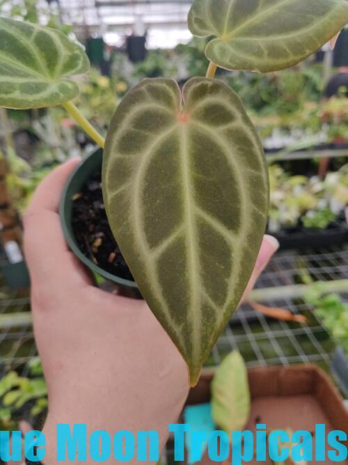 Anthurium 'Zara x Michelle' x 'Zara x Michelle'  Blue Moon Tropicals