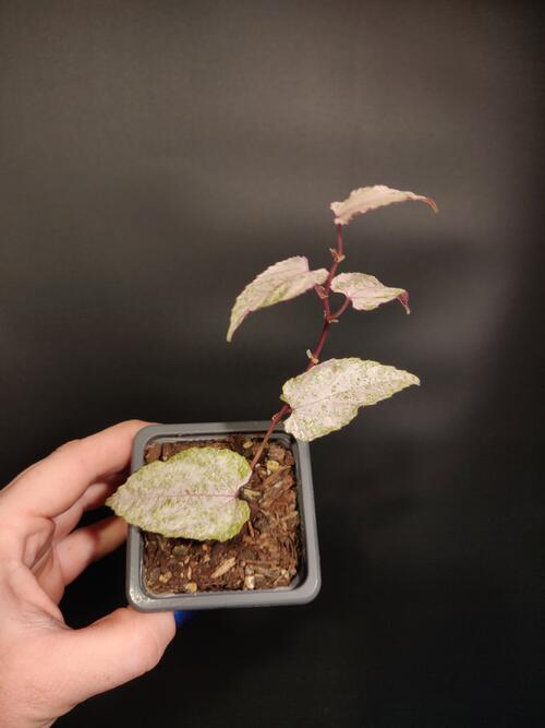 Cissus discolor 'Variegated Rex Begonia Vine'