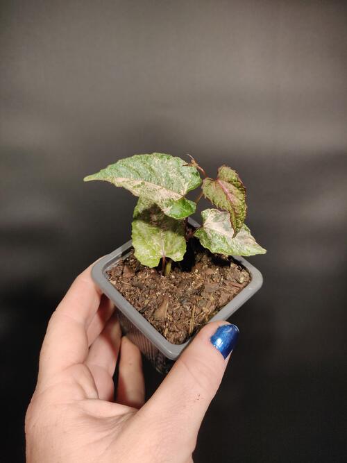 Cissus discolor 'Variegated Rex Begonia Vine' 3