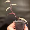 Cissus discolor 'Variegated Rex Begonia Vine'
