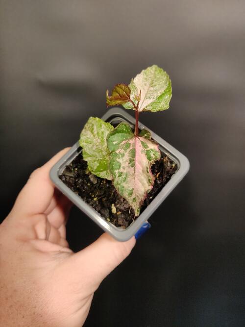 Cissus discolor 'Variegated Rex Begonia Vine' 2