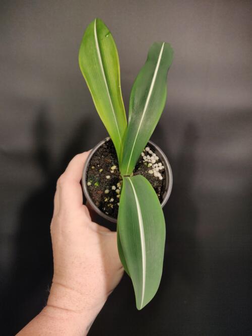 Striped-Leaved Amaryllis