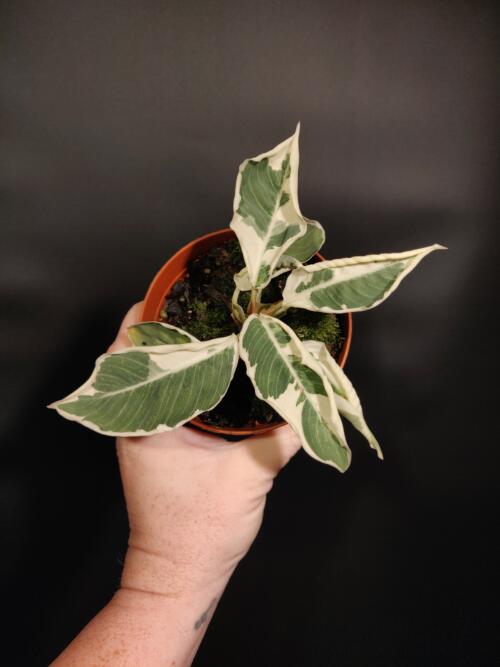 Adelonema wallisii variegated