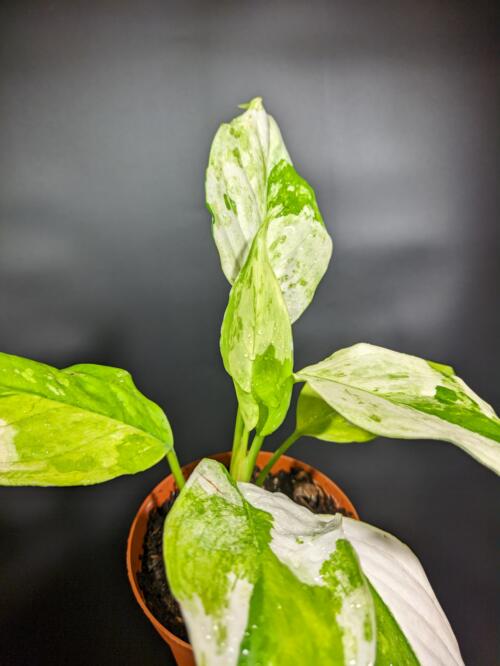 Aglaonema 'Manila's Pride' - Image 2