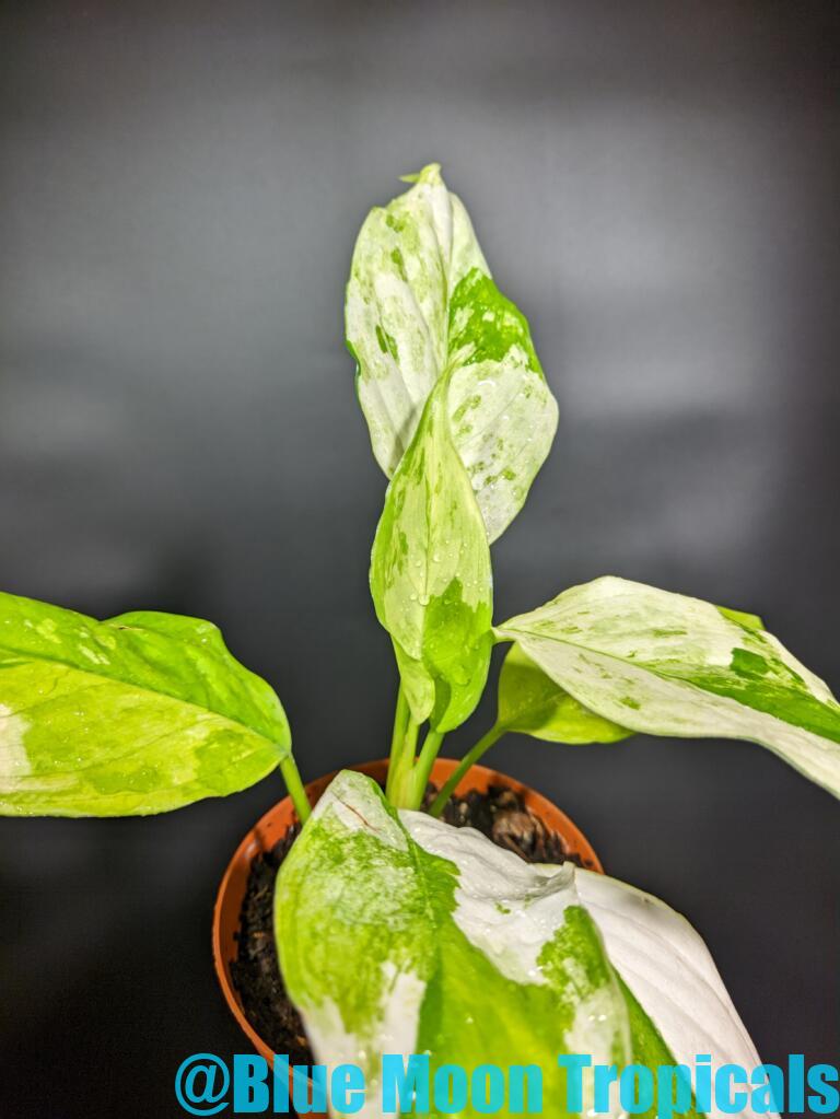 All – Blue Moon Tropicals