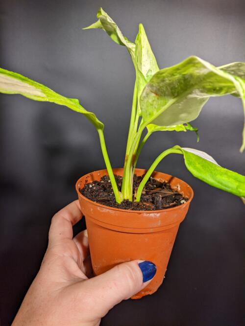 Aglaonema 'Manila's Pride' - Image 3