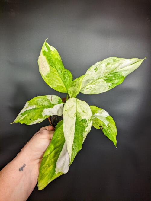 Aglaonema 'Manila's Pride'