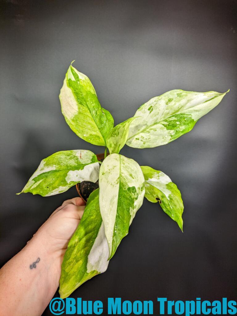 All – Blue Moon Tropicals