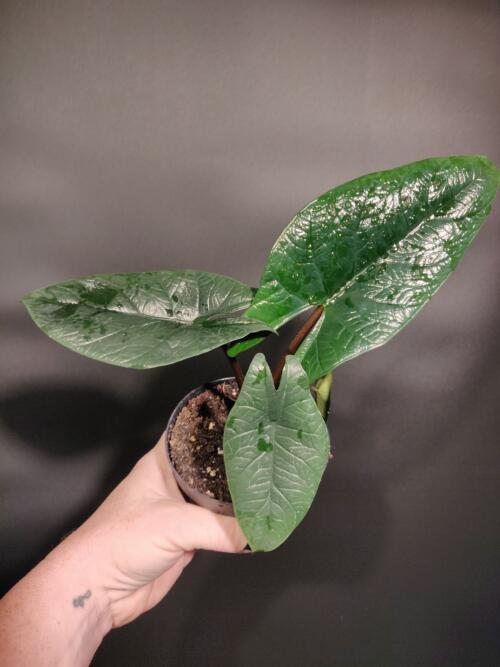 Alocasia scalprum