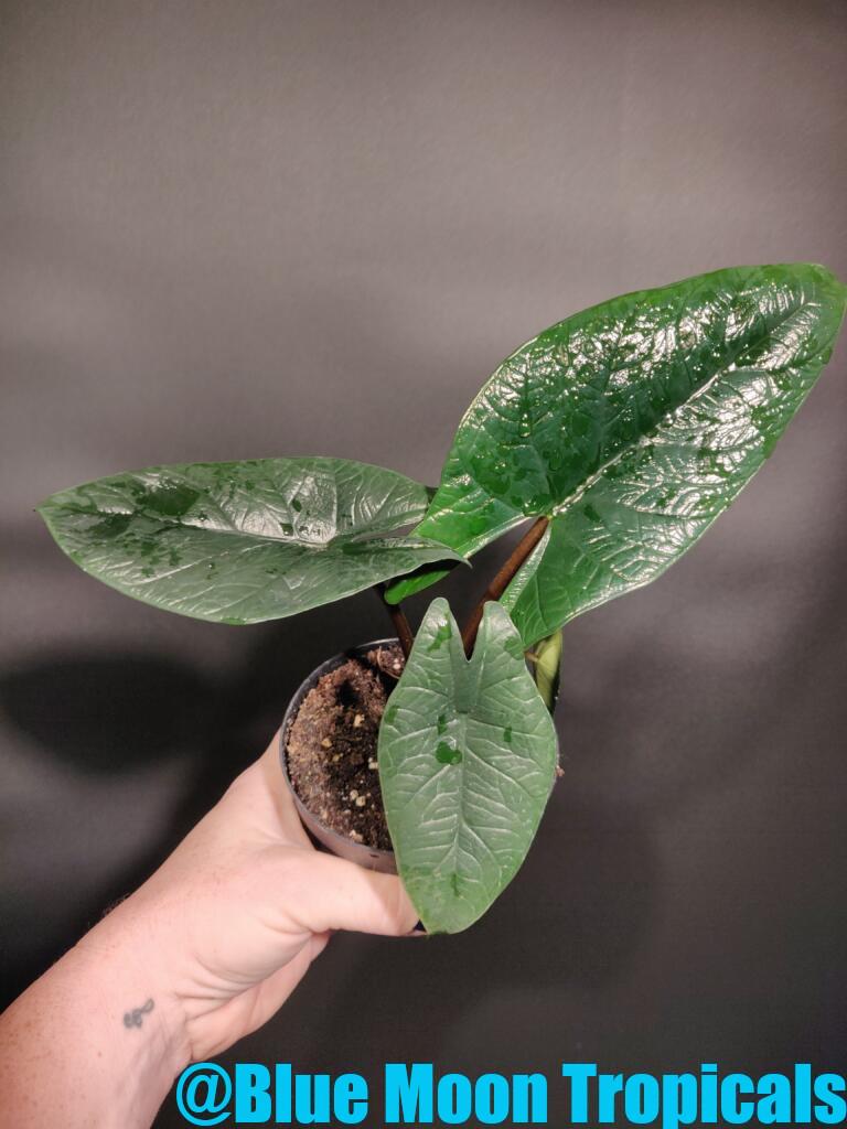 Totally Goth – Blue Moon Tropicals
