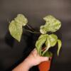 Amydrium medium Variegated - High Color XL