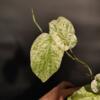 Amydrium medium Variegated - High Color XL - Image 3