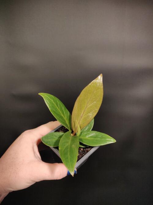 Anthurium 'Cobra'