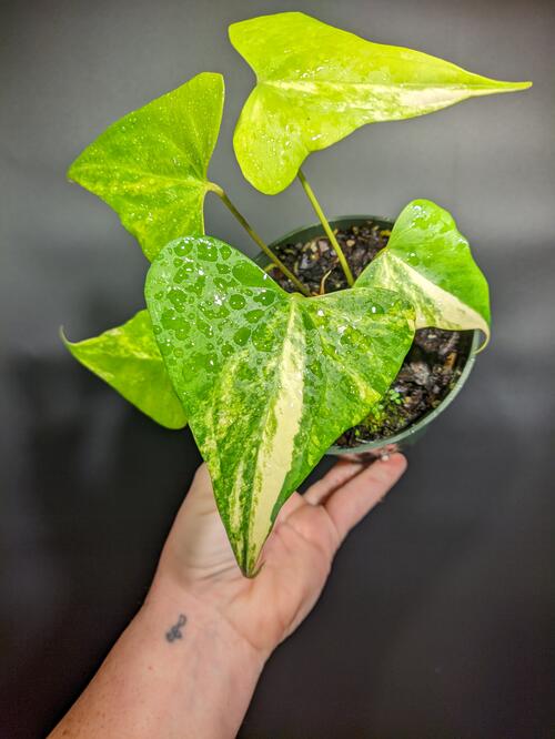 Anthurium 'Variegated Pterodactyl' - Image 5