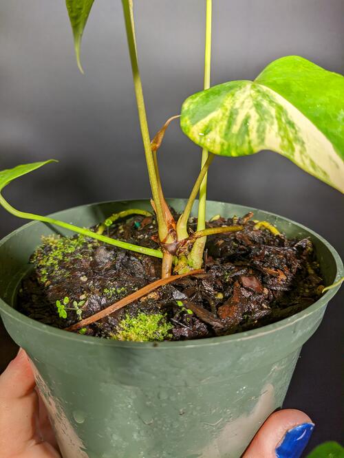 Anthurium 'Variegated Pterodactyl' - Image 2