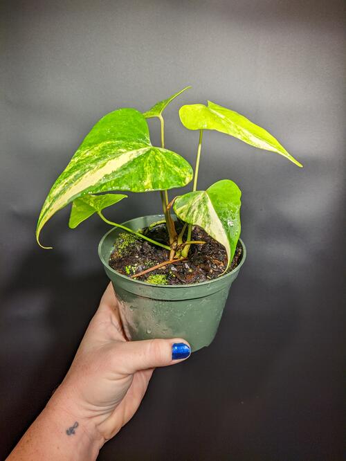 Anthurium 'Variegated Pterodactyl'