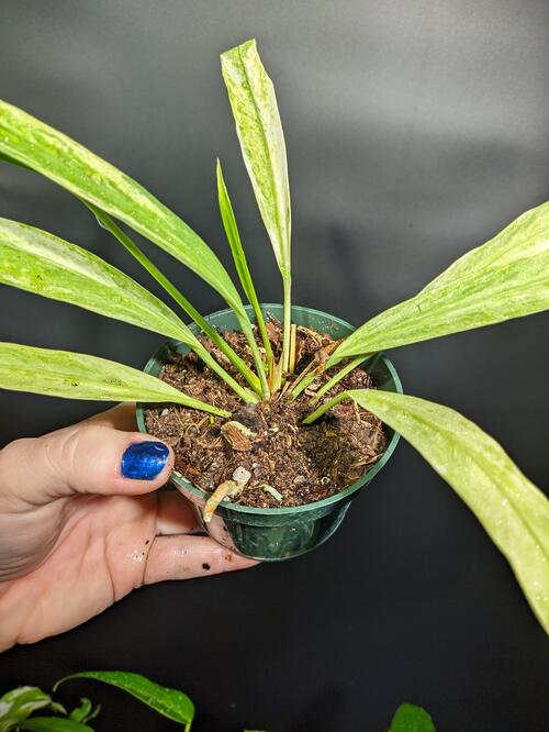 Variegated Anthurium vittarifolium - Image 2