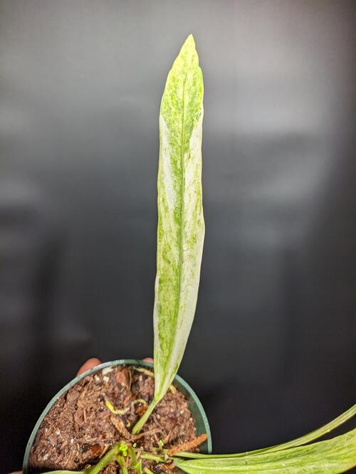 Variegated Anthurium vittarifolium - Image 3