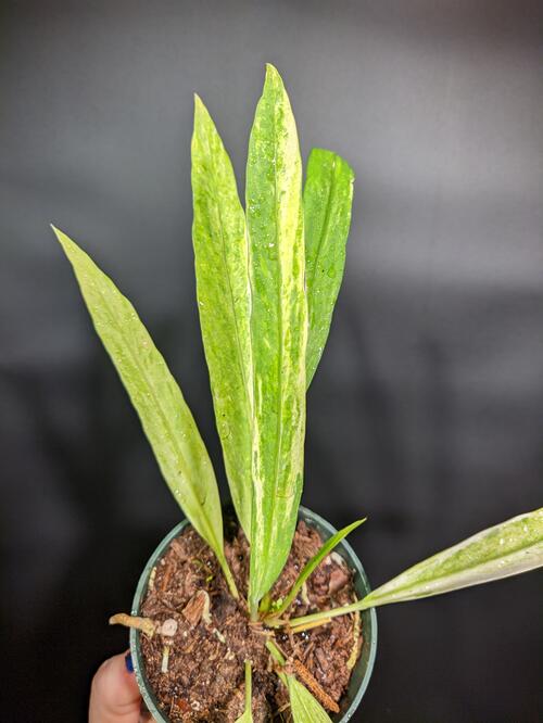 Variegated Anthurium vittarifolium - Image 4